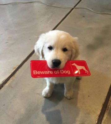 cute dogs behind beware signboard cute dogs behind beware signboard
