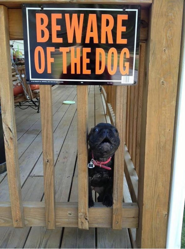 cute dogs behind beware signboard cute dogs behind beware signboard