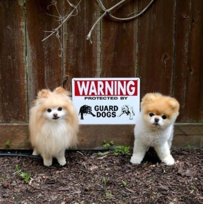 cute dogs behind beware signboard cute dogs behind beware signboard