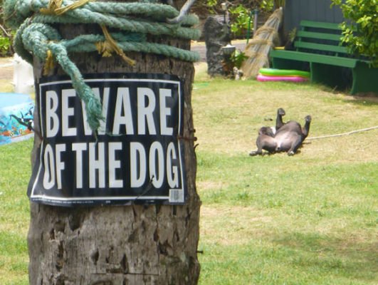 cute dogs behind beware signboard cute dogs behind beware signboard