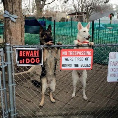 cute dogs behind beware signboard cute dogs behind beware signboard
