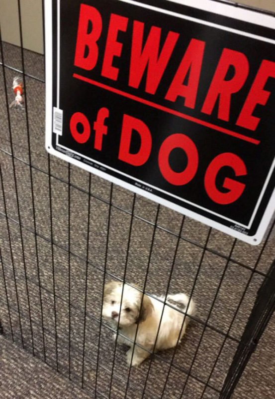 cute dogs behind beware signboard cute dogs behind beware signboard