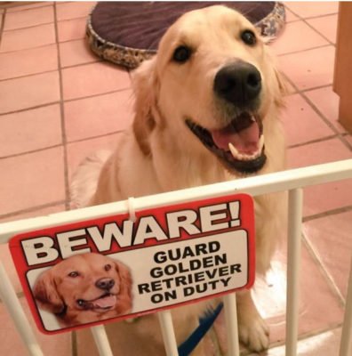 cute dogs behind beware signboard cute dogs behind beware signboard