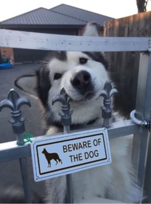 cute dogs behind beware signboard cute dogs behind beware signboard