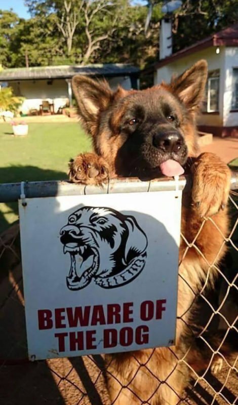 cute dogs behind beware signboard cute dogs behind beware signboard