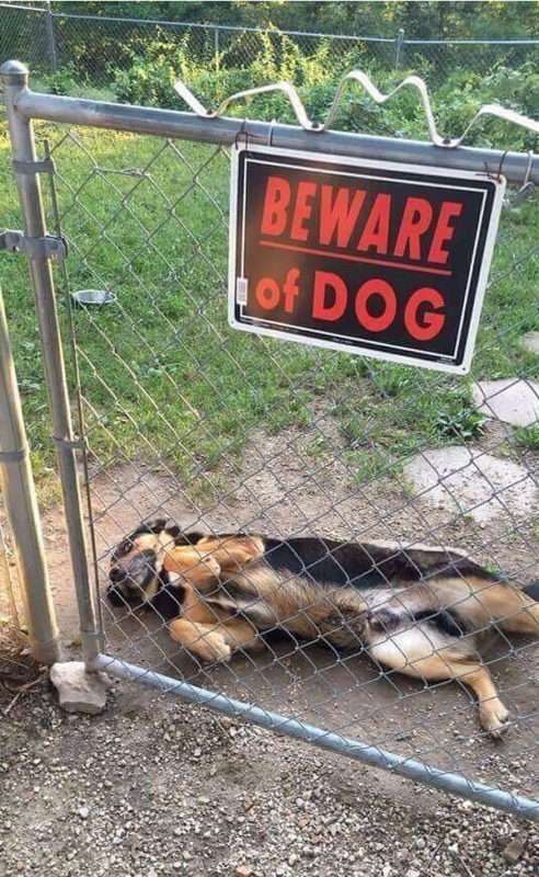 cute dogs behind beware signboard cute dogs behind beware signboard