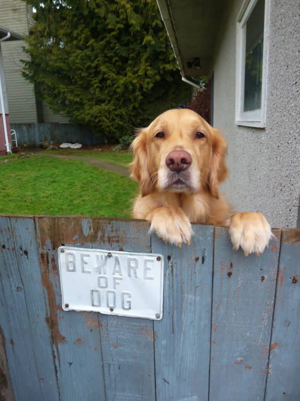 cute dogs behind beware signboard cute dogs behind beware signboard