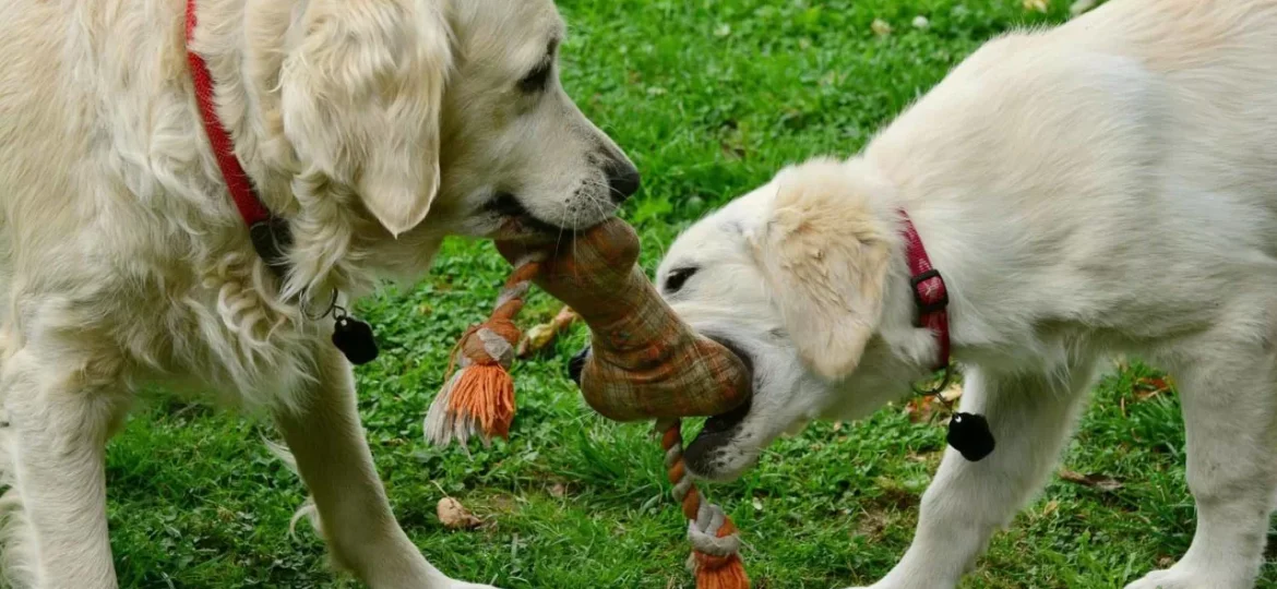 DIY Chew Toys