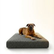 mastiff sitting on memory foam dog bed with removable cover