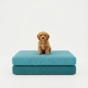 puppy sitting on dog mattress