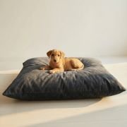 puppy on waterproof dog bed with removable cover