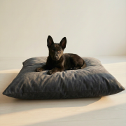 Black german shepherd sitting on a waterproof dog bed