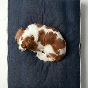 naughty dog sleeping on denim chewproof dog bed