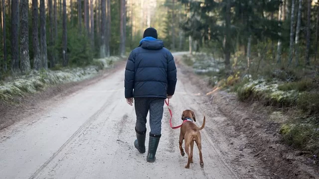 Travelling with pets - things you need