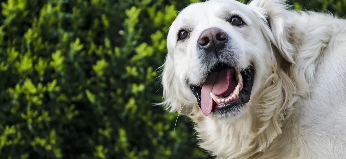 dog-2753369_1920