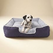 puppy resting in XS lounger dog bed with dual color design blue