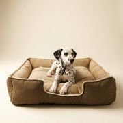 puppy resting in XS lounger dog bed with dual color design brown